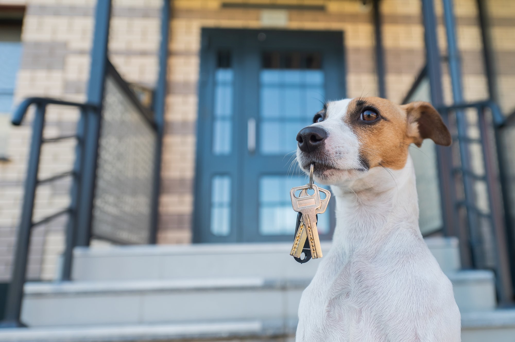 dog keys
